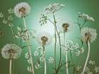 Meadow flowers Art Print