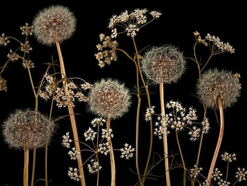 Meadow flowers Art Print