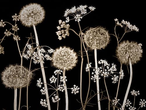 Meadow flowers Art Print