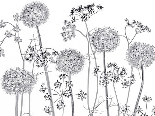 Meadow flowers Art Print