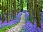 Path in Bluebell wood Art Print