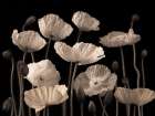 Poppies and buds Art Print