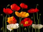 Multicoloured Poppies and buds Art Print