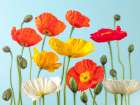 Multicoloured Poppies and buds Art Print