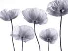 Five Poppies Art Print