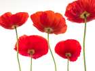 Five Poppies Art Print