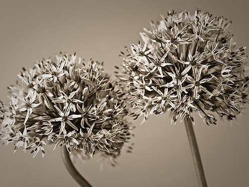 Two Allium flowers Art Print