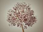 Allium flower Art Print