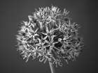 Allium flower Art Print