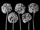 Allium flowers Art Print
