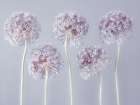 Allium flowers Art Print