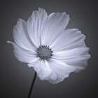 Cosmos flower Art Print