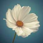 Cosmos flower Art Print