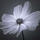 Cosmos flower Art Print