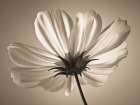 Cosmos flower Art Print