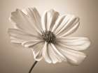 Cosmos flower Art Print