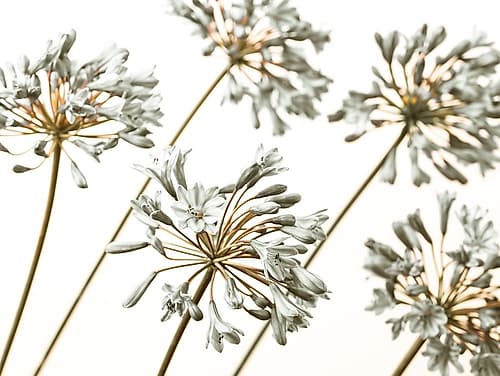 African Lilies Art Print