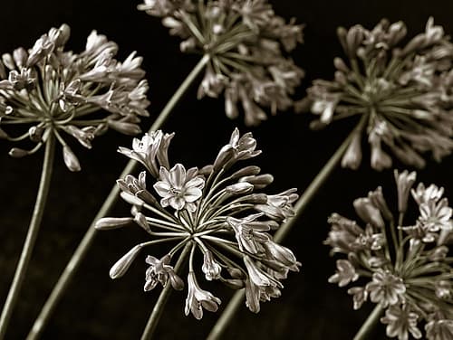 African Lilies Art Print