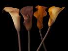 Four calla lilies Art Print