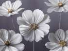 Cosmos flowers Art Print