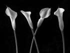 Calla lilies in a row Art Print