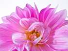 Dahlia Flower Art Print
