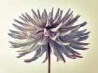 Dahlia Flower Art Print