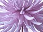Dahlia Flower Art Print