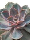 Close-up of Echeveria flower Art Print