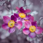 Close-up of Anemone flowers Art Print