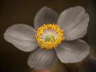 Close-up of Anemone flower Art Print