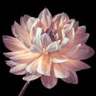 Dahlia flower close-up Art Print