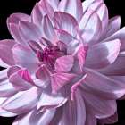 Dahlia flower close-up Art Print