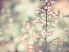 Flowering Heuchera Art Print