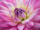 Dahlia flowers Art Print