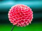 Dahlia flowers Art Print