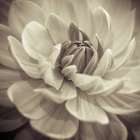 Dahlia Flowers Art Print