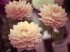 Dahlia Flowers Art Print