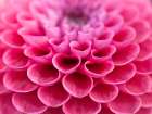 Dahlia Flower Art Print