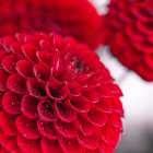 Dahlia Flowers Art Print