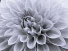 Dahlia flower - Full frame Art Print