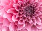 Dahlia flower - Full frame Art Print