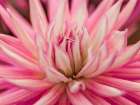 Dahlia Flower Art Print