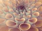 Dahlia Flower Art Print
