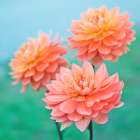Dahlia Flowers Art Print