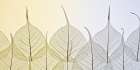 Skeleton leaves on coloured background Art Print