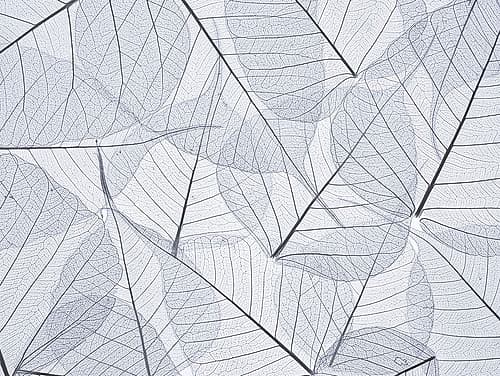 Skeleton leaves Art Print