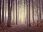 Misty trees Art Print