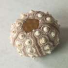 Sea urchin shell Art Print