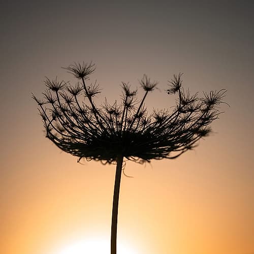 Sillouette of a bishops weed Art Print